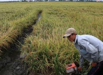 Mưa trái mùa làm thiệt hại lúa Đông Xuân tại Hậu Giang
