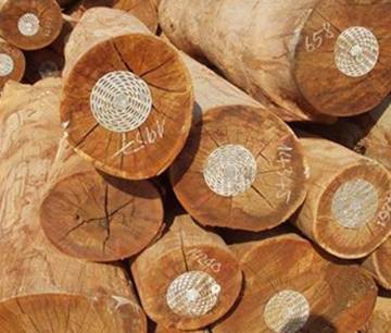 Việt Nam đối mặt nguy cơ thiếu gỗ nguyên liệu