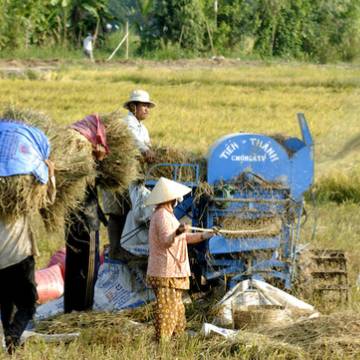 Giá lúa ở đồng bằng sông Cửu Long có xu hướng tăng