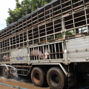Trung Quốc đồng ý nhập chính ngạch thịt lợn từ Việt Nam