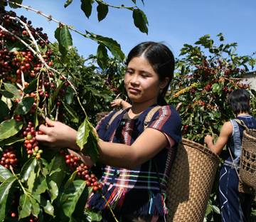 Cà phê hòa tan Việt tìm cách chinh phục thị trường ASEAN