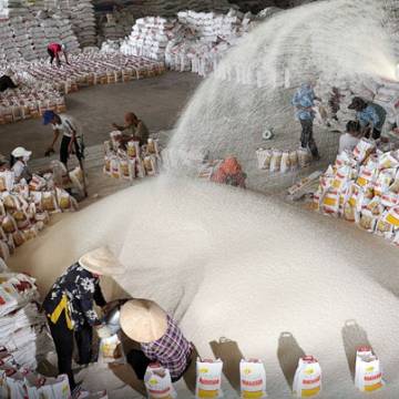 Xuất khẩu gạo đi đâu cũng ‘chạm mặt’ Thái Lan