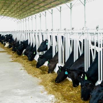 Bộ NN&PTNT phản hồi Vinamilk về việc bỏ thủ tục kiểm dịch sữa tươi