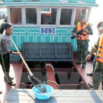 Bắt giữ tàu chở 6.000 con cá song giống nhập lậu từ Trung Quốc