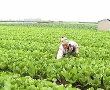 Cơ hội nào cho xuất khẩu rau quả của Việt Nam?