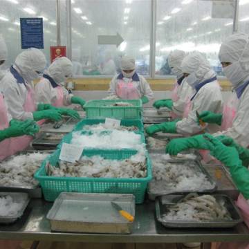 EU kiểm tra doanh nghiệp xuất khẩu tôm Việt Nam