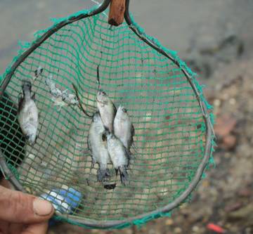 Quảng Nam: Hàng ngàn cá chẽm con nuôi lồng bè chết
