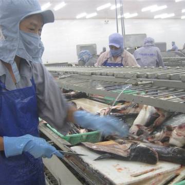 Trung Quốc đã vượt Mỹ thành thị trường xuất khẩu cá tra lớn nhất của VN