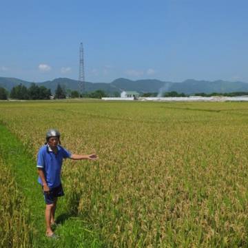 Hàng nghìn hộ dân Hà Tĩnh có nguy cơ thiếu gạo