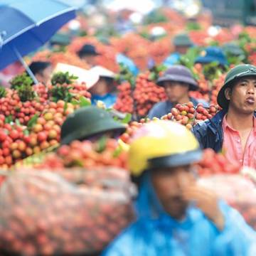 Việt Nam thật ra chưa có sự đầu tư tìm hiểu thị trường Trung Quốc…