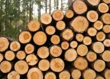 Khan hiếm nguồn nguyên liệu thách thức ngành gỗ Việt Nam
