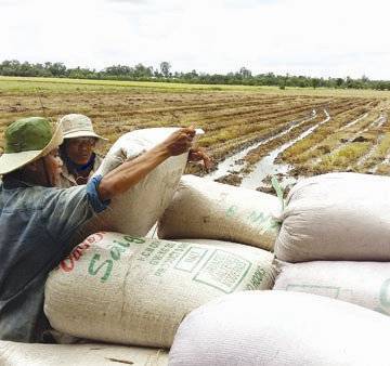 Dừng xuất khẩu gạo: ‘Đừng để người nông dân chịu thiệt’
