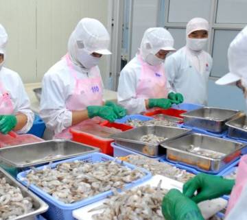 EU trở thành thị trường nhập khẩu tôm lớn nhất của Việt Nam