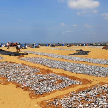 Negombo, nhộn nhịp chợ cá