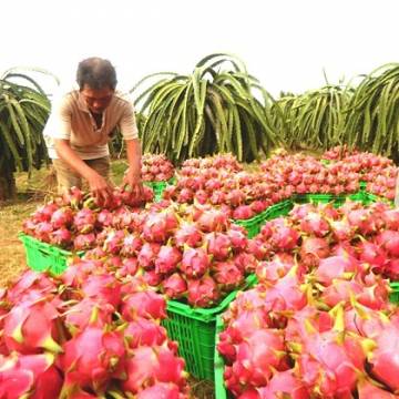 Bình Thuận: Giá thanh long trái vụ giảm mạnh, nông dân lỗ nặng