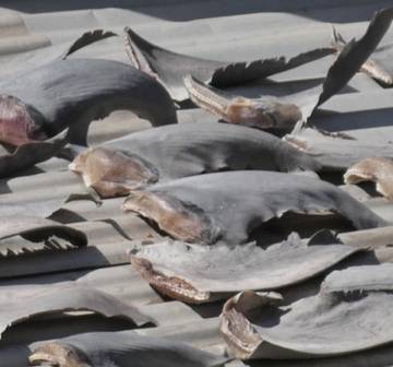 Bộ Công Thương yêu cầu báo cáo vụ phơi vây cá mập trên mái nhà