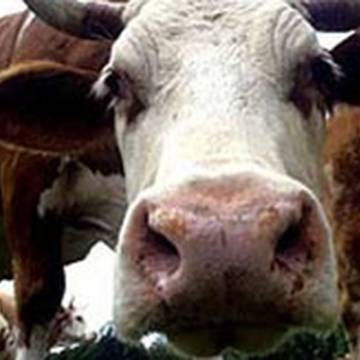 Cảnh báo bột xương thịt mang mầm bệnh bò điên vào Việt Nam