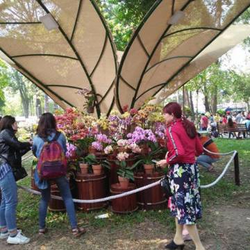 Việt Nam chi 18 triệu USD nhập khẩu hoa, cây cảnh dịp tết