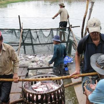 VASEP: Trung Quốc đang đẩy mạnh nuôi cá tra