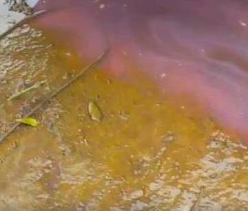 Vệt nước màu vàng hồng trên biển Quảng Bình do xác vi sinh vật phân hủy