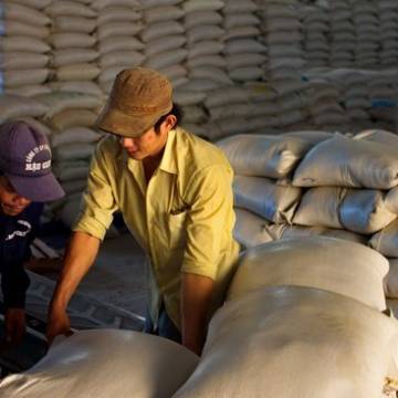 Xuất khẩu gạo đang đối mặt với áp lực cạnh tranh về giá