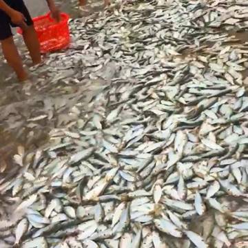 Hàng tấn cá đột nhiên bơi vào gần bờ biển Hà Tĩnh