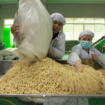 Nhiều ‘vua xuất khẩu’ của nông sản Việt lâm cảnh khó khăn