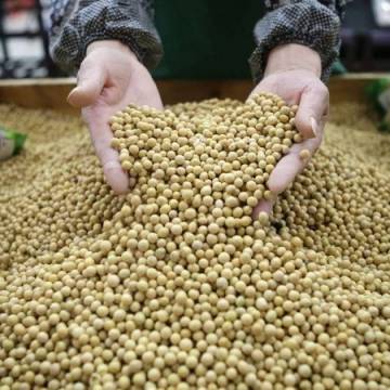 Nhiều nước đổ xô mua đậu nành Mỹ sau khi Trung Quốc tăng thuế