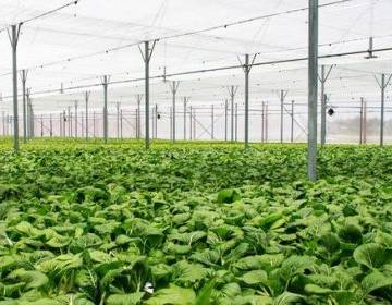Chính phủ ban hành Nghị định riêng về nông nghiệp hữu cơ