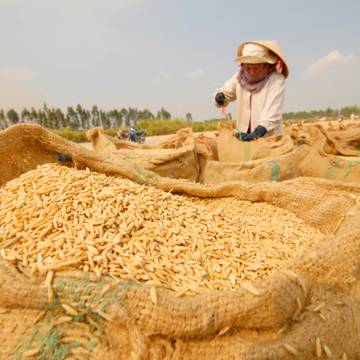 Trung Quốc tăng thuế nhập khẩu từ 5% lên 50%, gạo nếp VN gặp khó