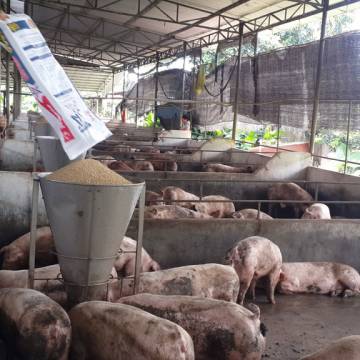 Tìm lối thoát cho chăn nuôi heo ở Đồng Nai