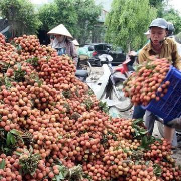 Gần 91% lượng vải xuất khẩu của Việt Nam là sang Trung Quốc