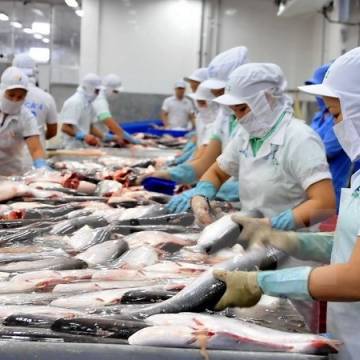 Bài toán xuất khẩu chính ngạch cá tra sang Trung Quốc