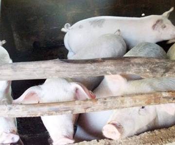 Lào cấm nhập khẩu lợn và thịt lợn Trung Quốc vì dịch tả