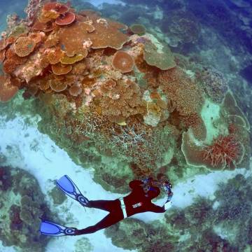 Dạy san hô quen chịu đựng để sống sót trong biến đổi khí hậu