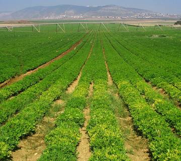 Bí quyết thành công của nông nghiệp Israel là ‘không có gì’