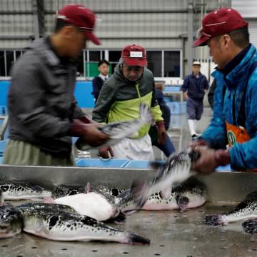 Biến đổi khí hậu sinh ra cá nóc đột biến, món ngon chết người của xứ Phù Tang