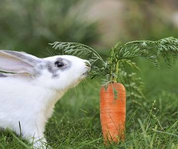 Sẽ không được nuôi thỏ bằng cà rốt, rau muống…?