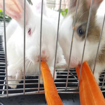 Thông tư ‘không được nuôi thỏ bằng cà rốt’ sẽ được điều chỉnh