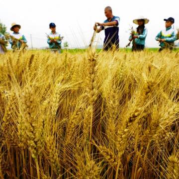 WTO: Trung Quốc trợ giá quá nhiều cho một số sản phẩm nông nghiệp