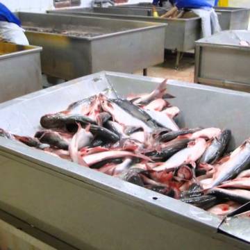 Giá cá tra Việt Nam xuất sang Anh cao nhất hơn 5 USD/kg