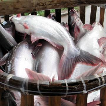 Thị phần cá tra Việt Nam trên thế giới đang giảm