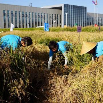 Lợi và hại khi đất nhiễm mặn trồng lúa