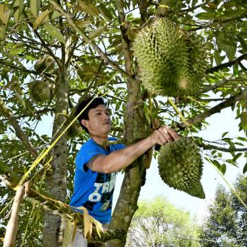 JD chi gần 1 tỷ USD mua trái cây Thái Lan