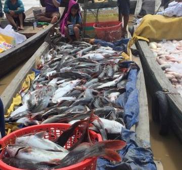 Hàng chục tấn cá nuôi bè ở Đồng Nai chết trắng