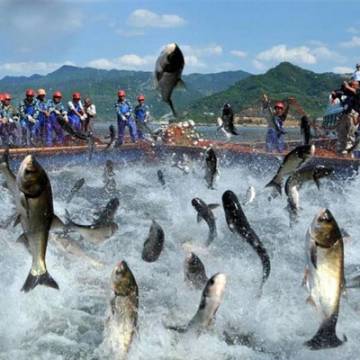 Xuất khẩu cá tra sang thị trường Nhật đã khởi sắc