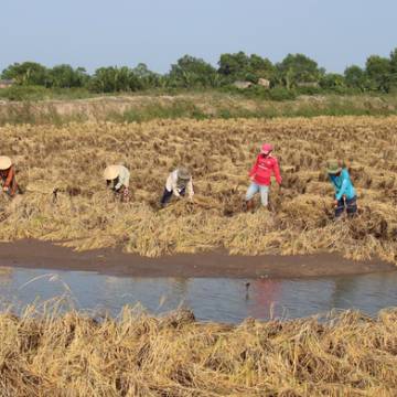 Ngân hàng thế giới đề nghị ĐBSCL giảm diện tích trồng lúa