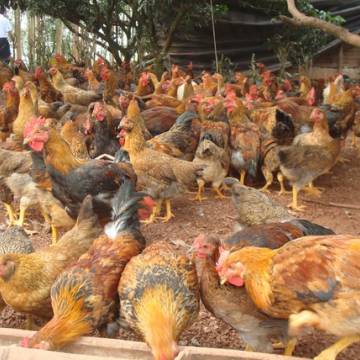 Bến Tre tiêu hủy đàn gà trên 1.000 con vì cúm gia cầm H5N6