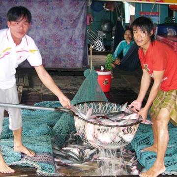 ĐBSCL: Giá cá tra giảm, người nuôi lỗ nặng