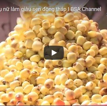 [Video] Làm giàu sen Đồng Tháp